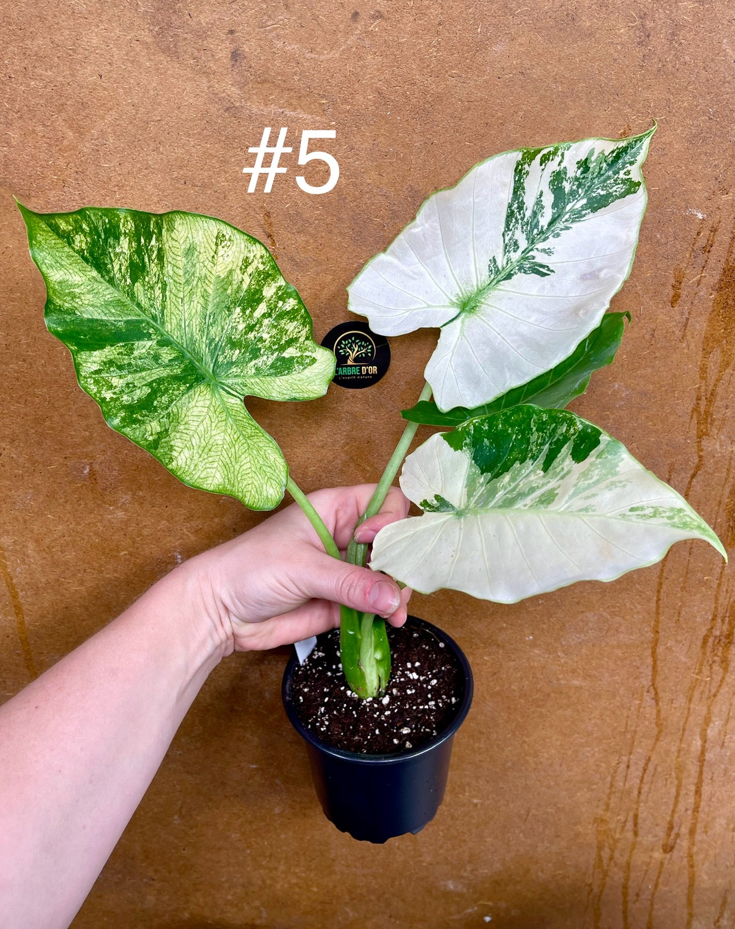 Alocasia gageana albo variegata NEW