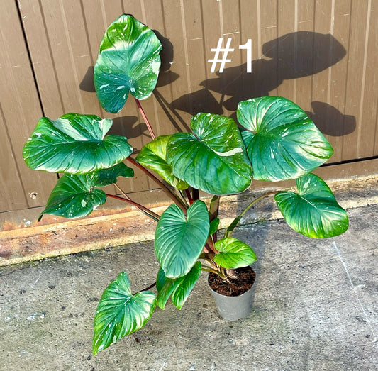 homalomena rubescens stardust pink variegata