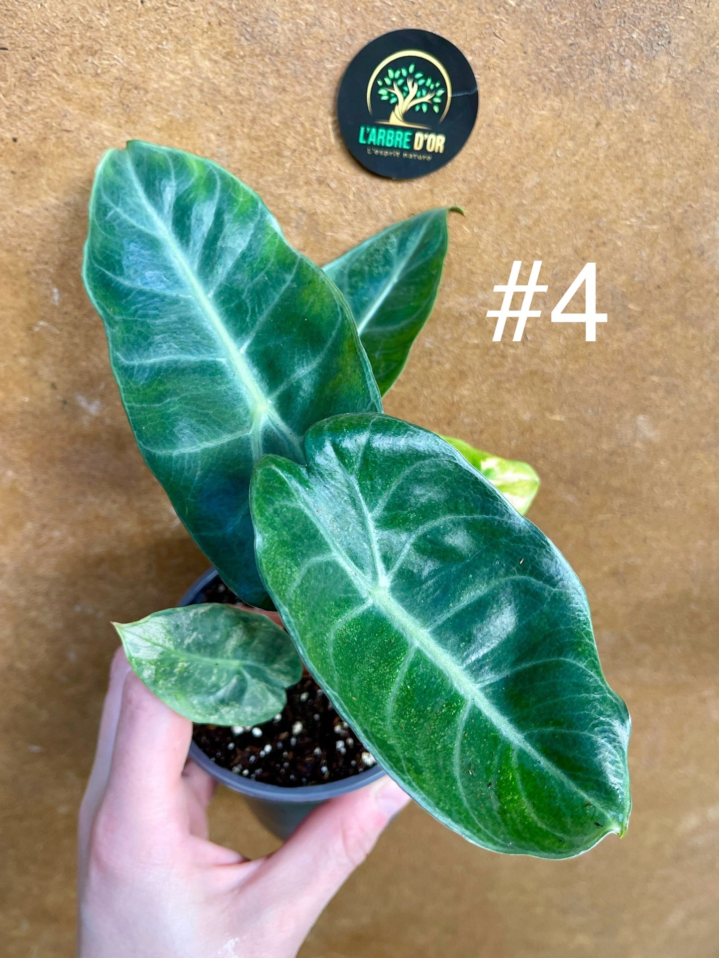 Alocasia pink dragon variegata NEW