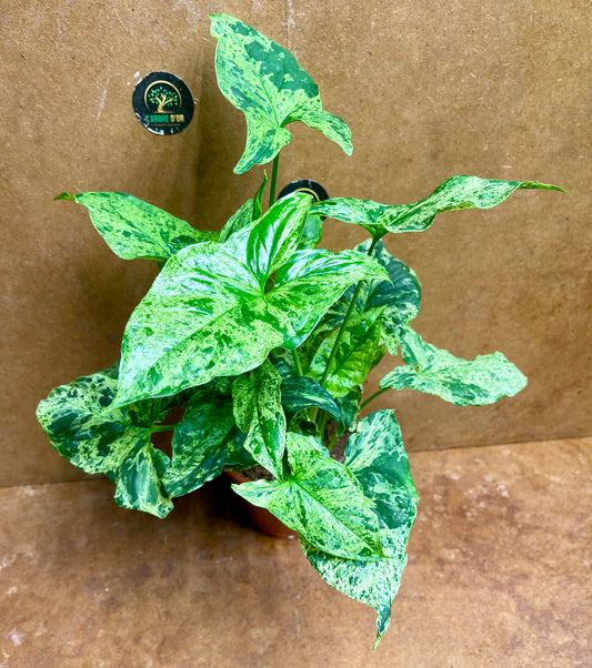 Syngonium mojito