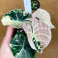 ALOCASIA BLACK VELVET PINK VARIEGATA NEW