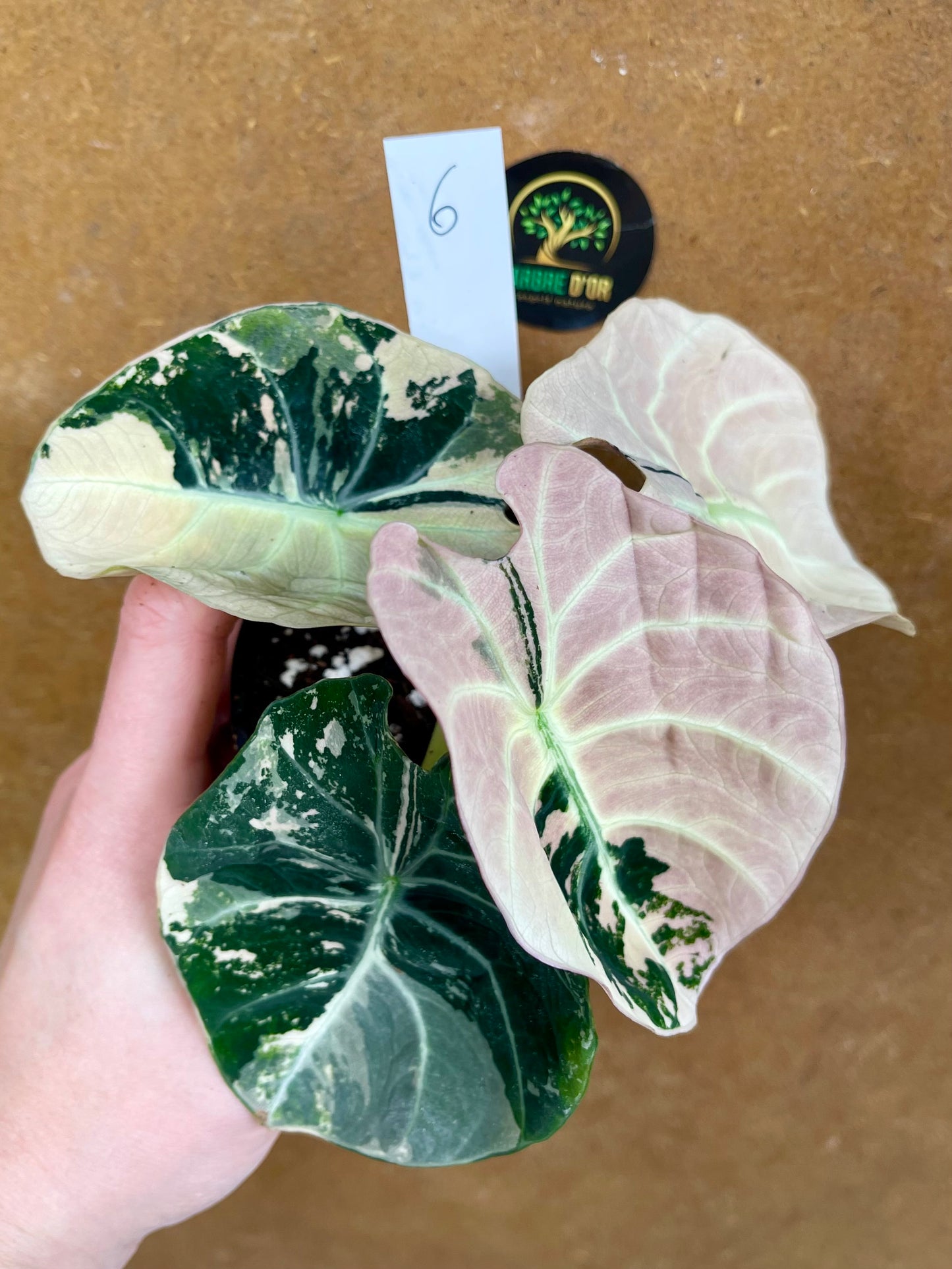 ALOCASIA BLACK VELVET PINK VARIEGATA NEW