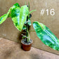 Philodendron burle marx variegata