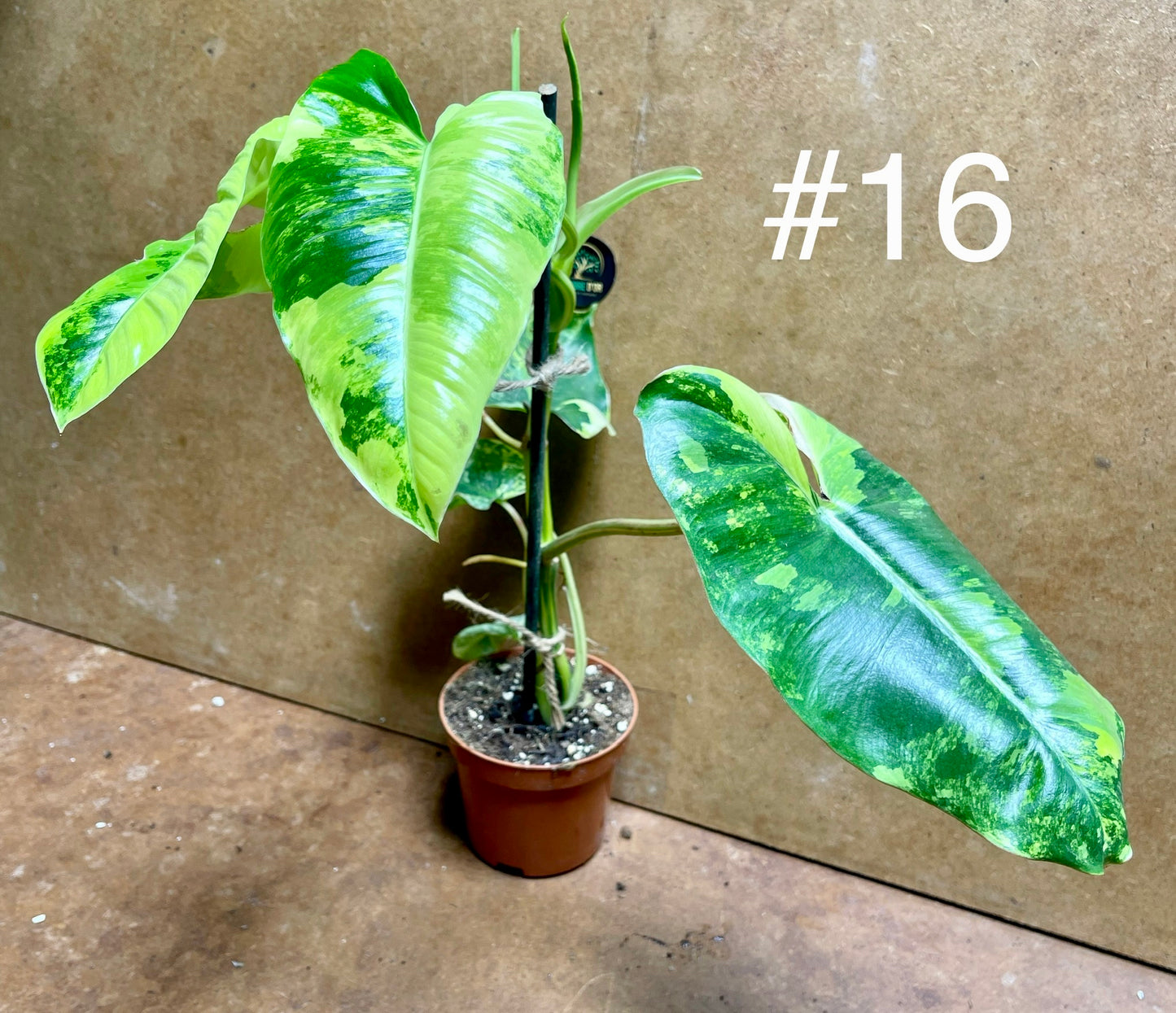 Philodendron burle marx variegata