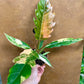 Philodendron caramel marble variegata M NEW