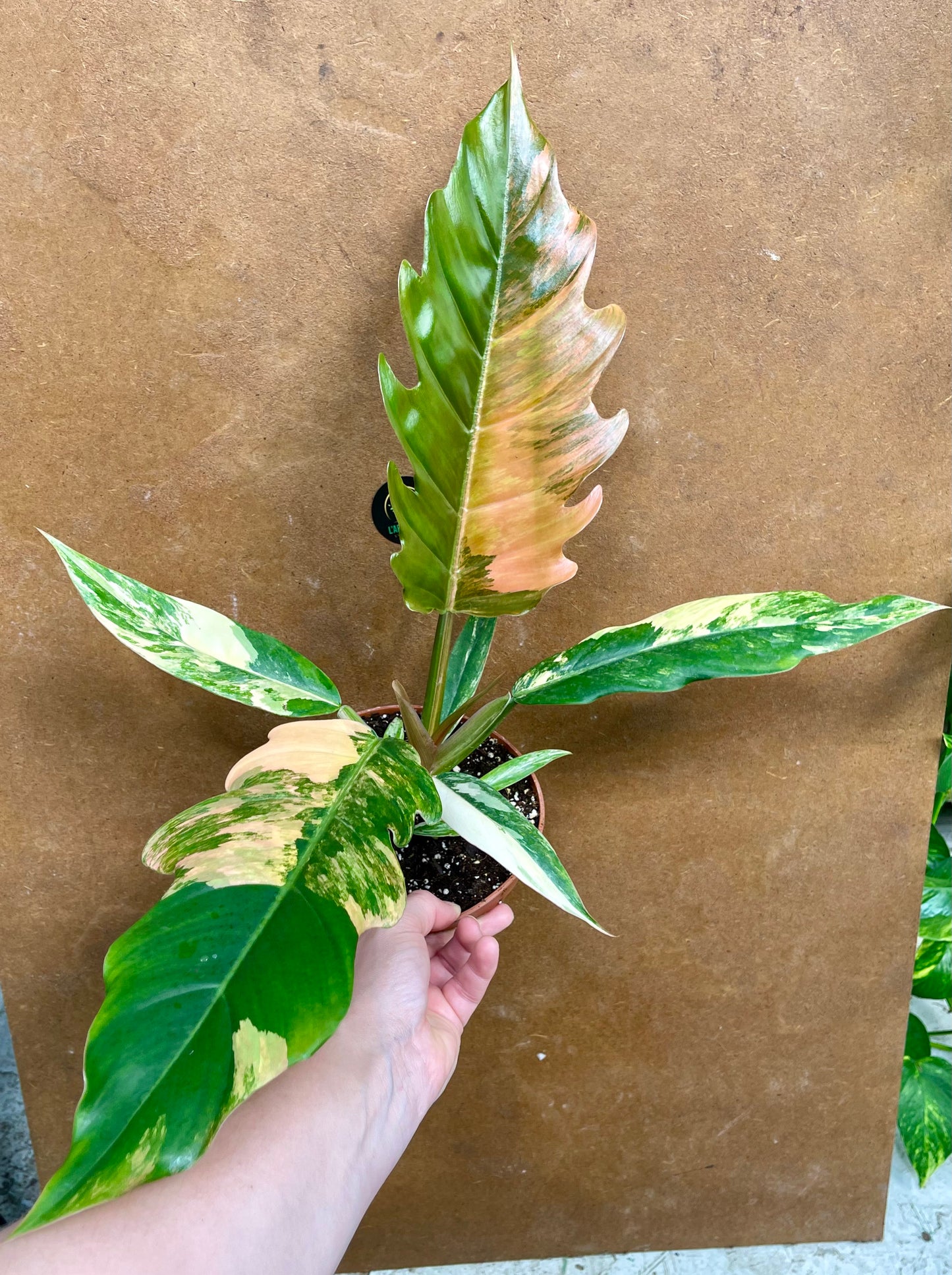 Philodendron caramel marble variegata M NEW