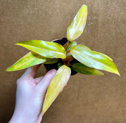 Philodendron quad color