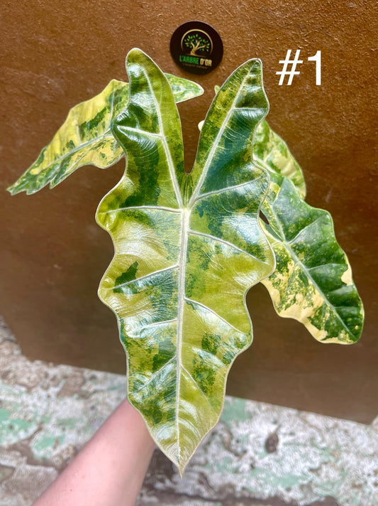 Alocasia pseudo sanderiana variegata NEW