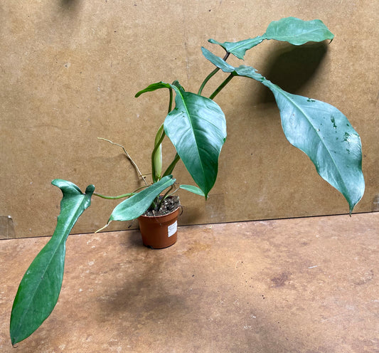 Philodendron joepii taille M