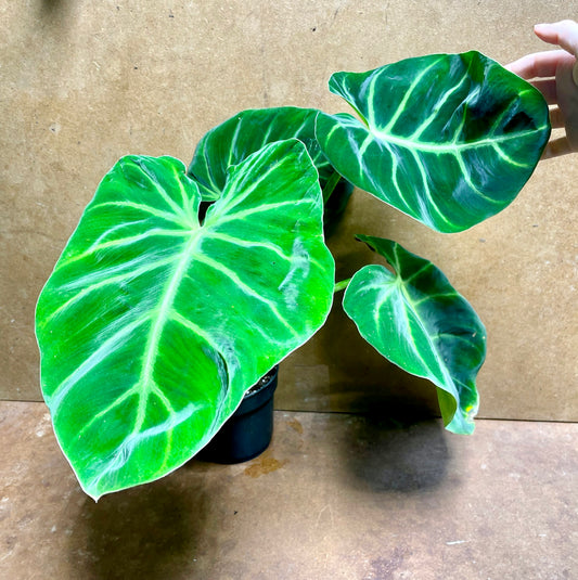 Philodendron luxurians