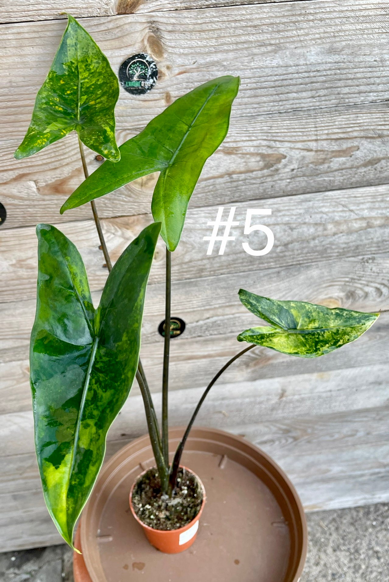 Alocasia zebrina black stem variegata