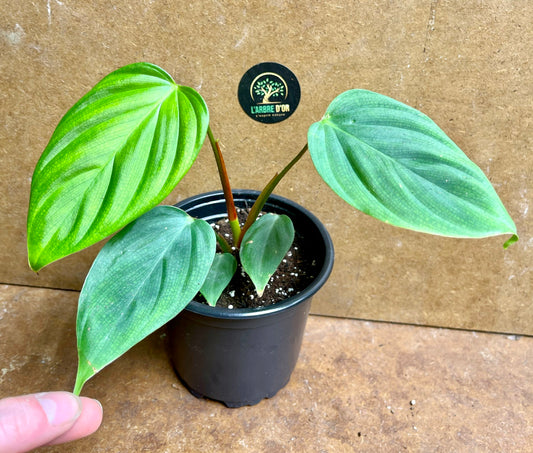 Philodendron nangaritense