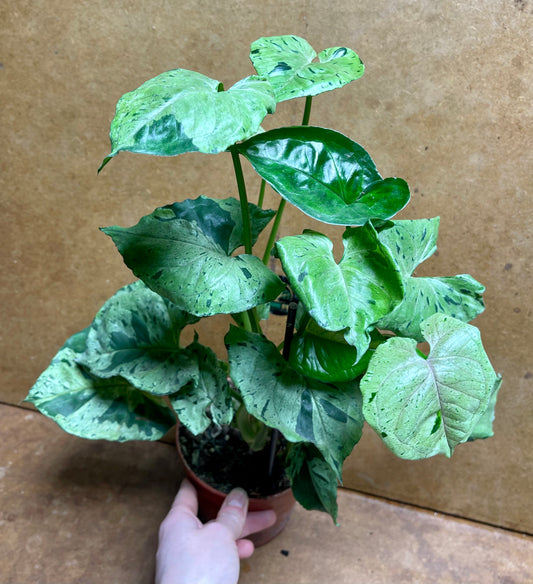 Syngonium green splash / grey ghost