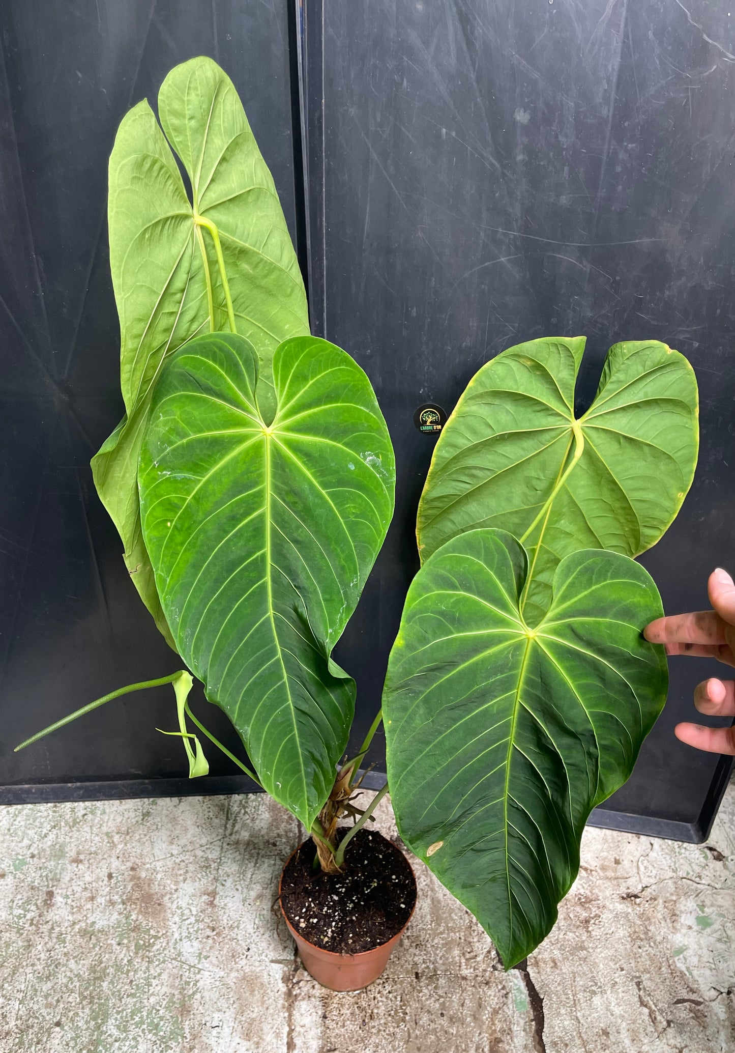 Anthurium queremalense