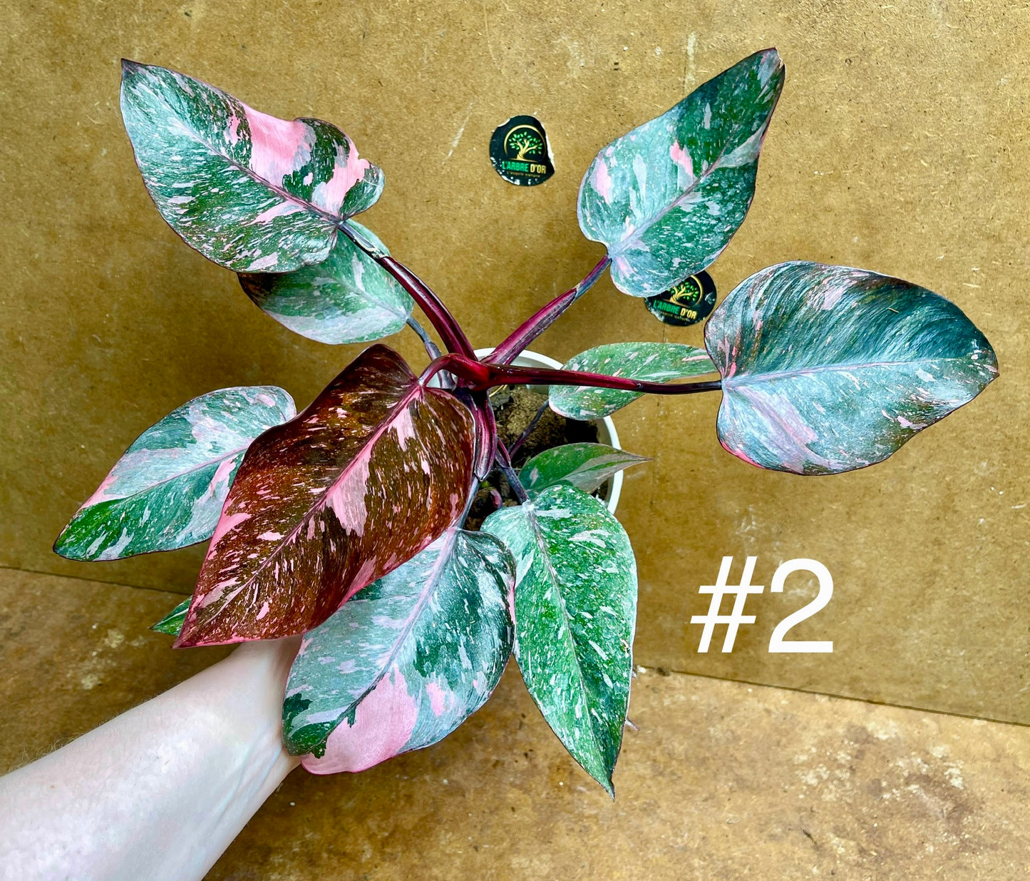 Philodendron pink princess marble galaxy