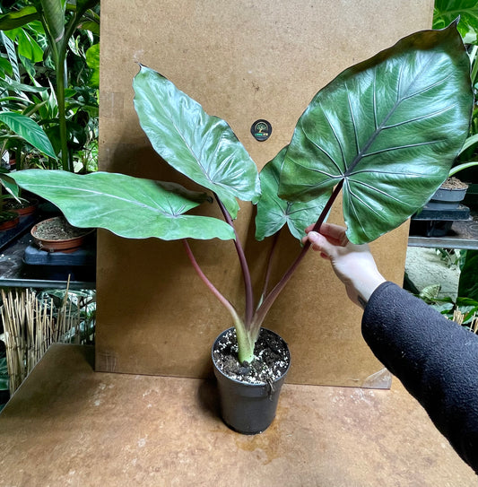 alocasia metalhead