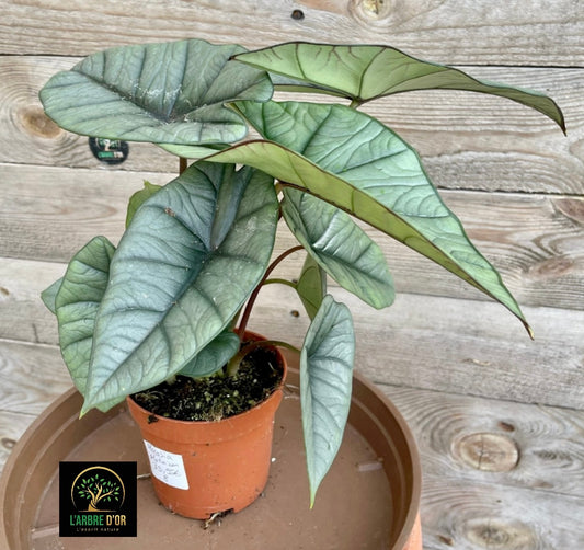 Alocasia platinium