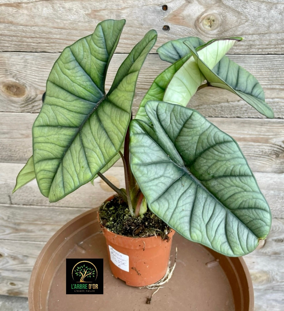 Alocasia platinium