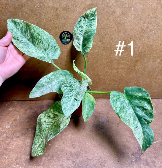 Philodendron giganteum variegata /  blizzard taille M