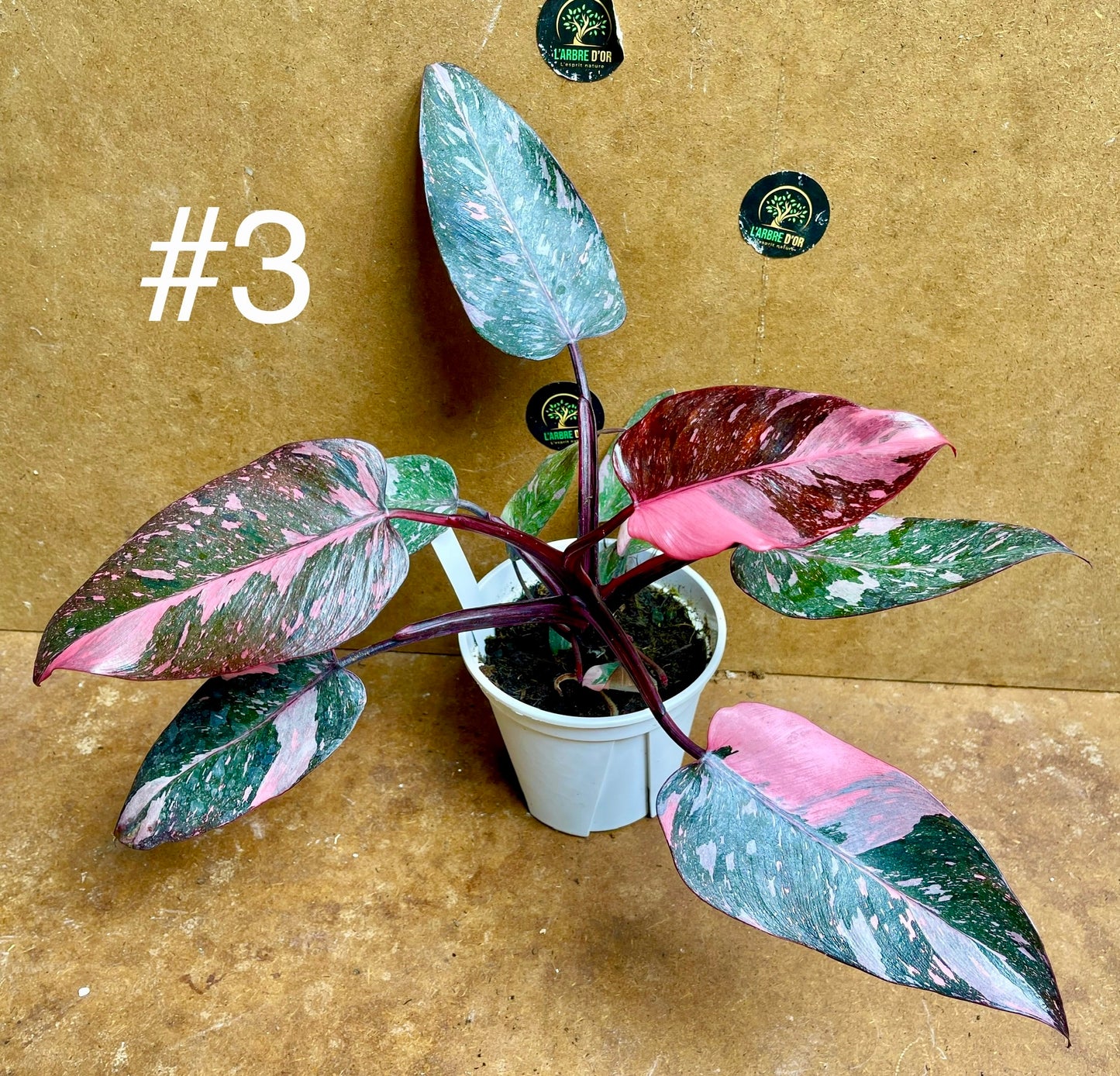 Philodendron pink princess marble galaxy