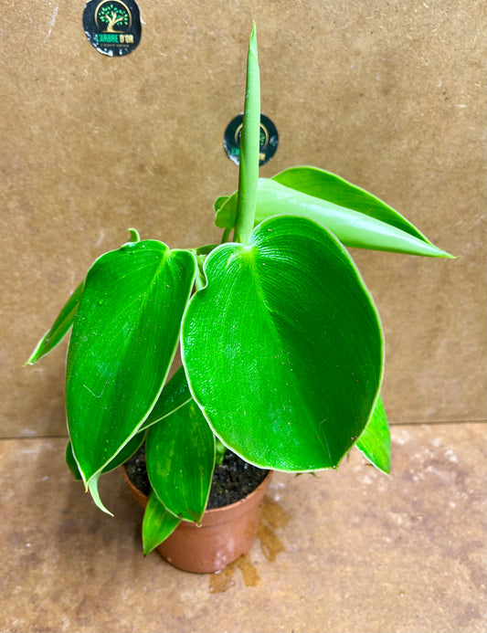 philodendron rugosum