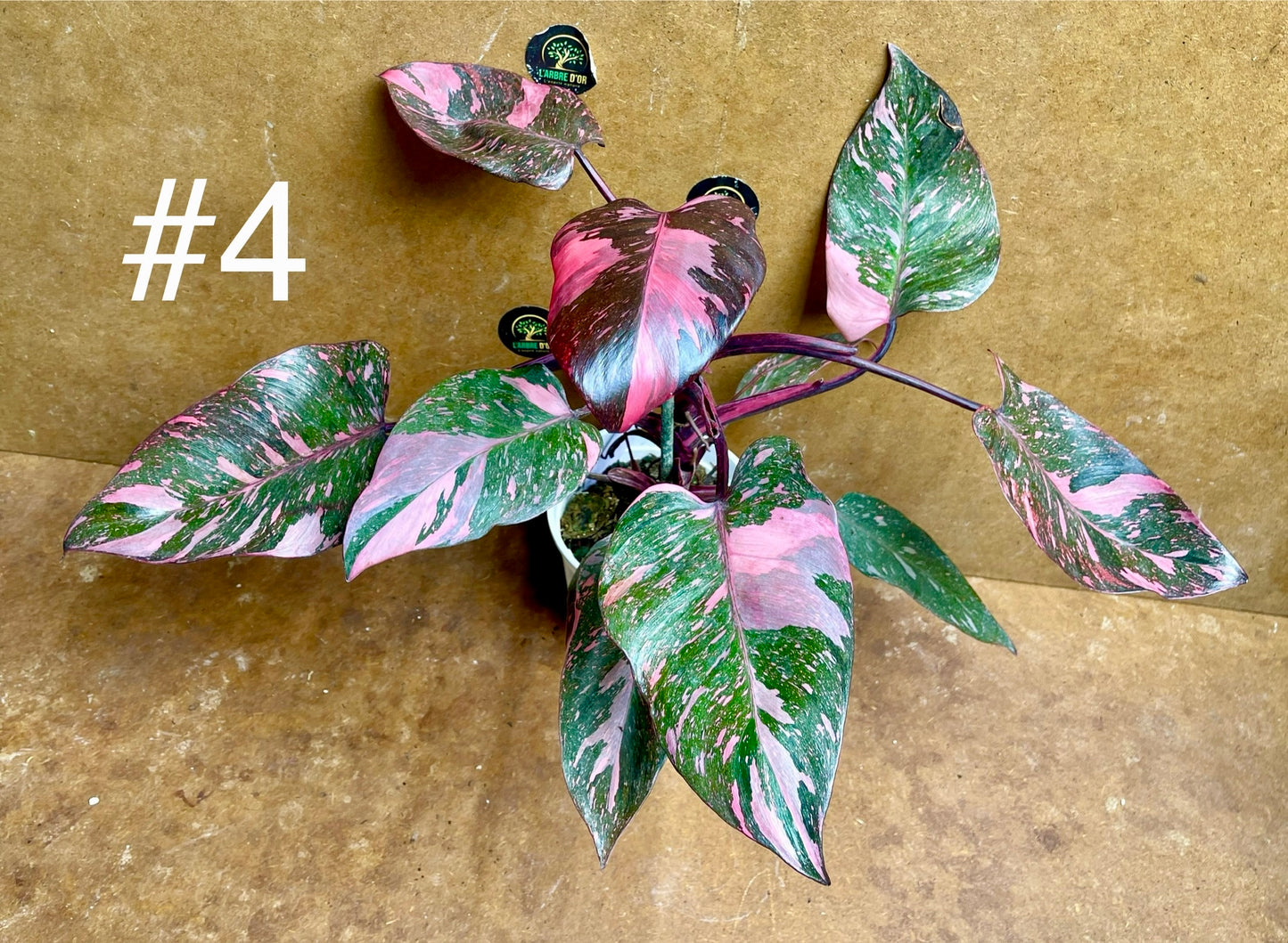 Philodendron pink princess marble galaxy