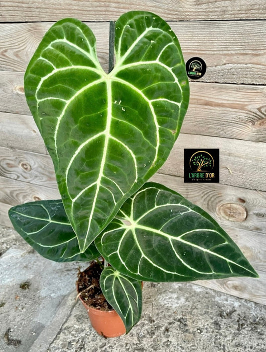 Anthurium regale taille L