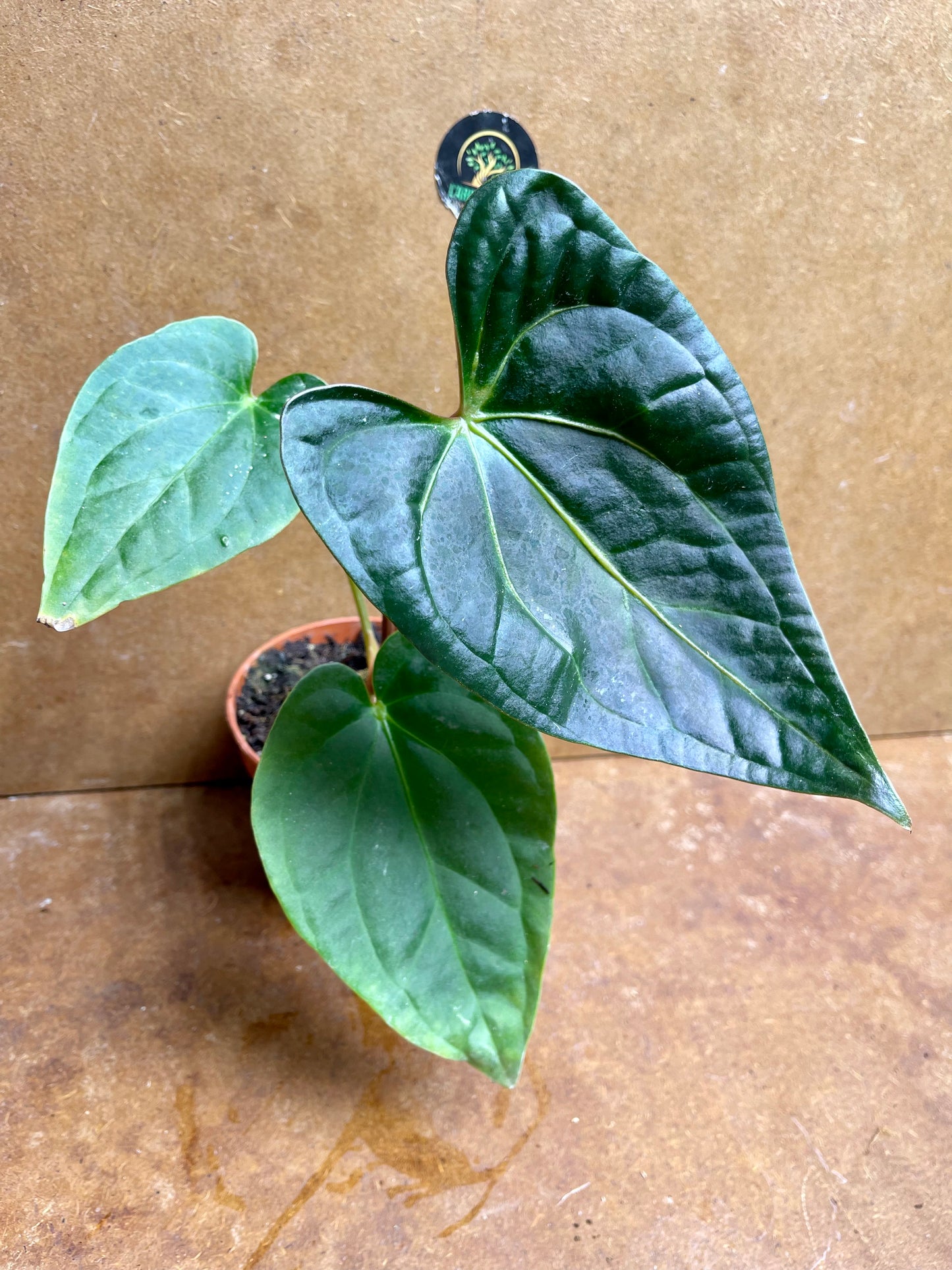 Anthurium regale x luxurians