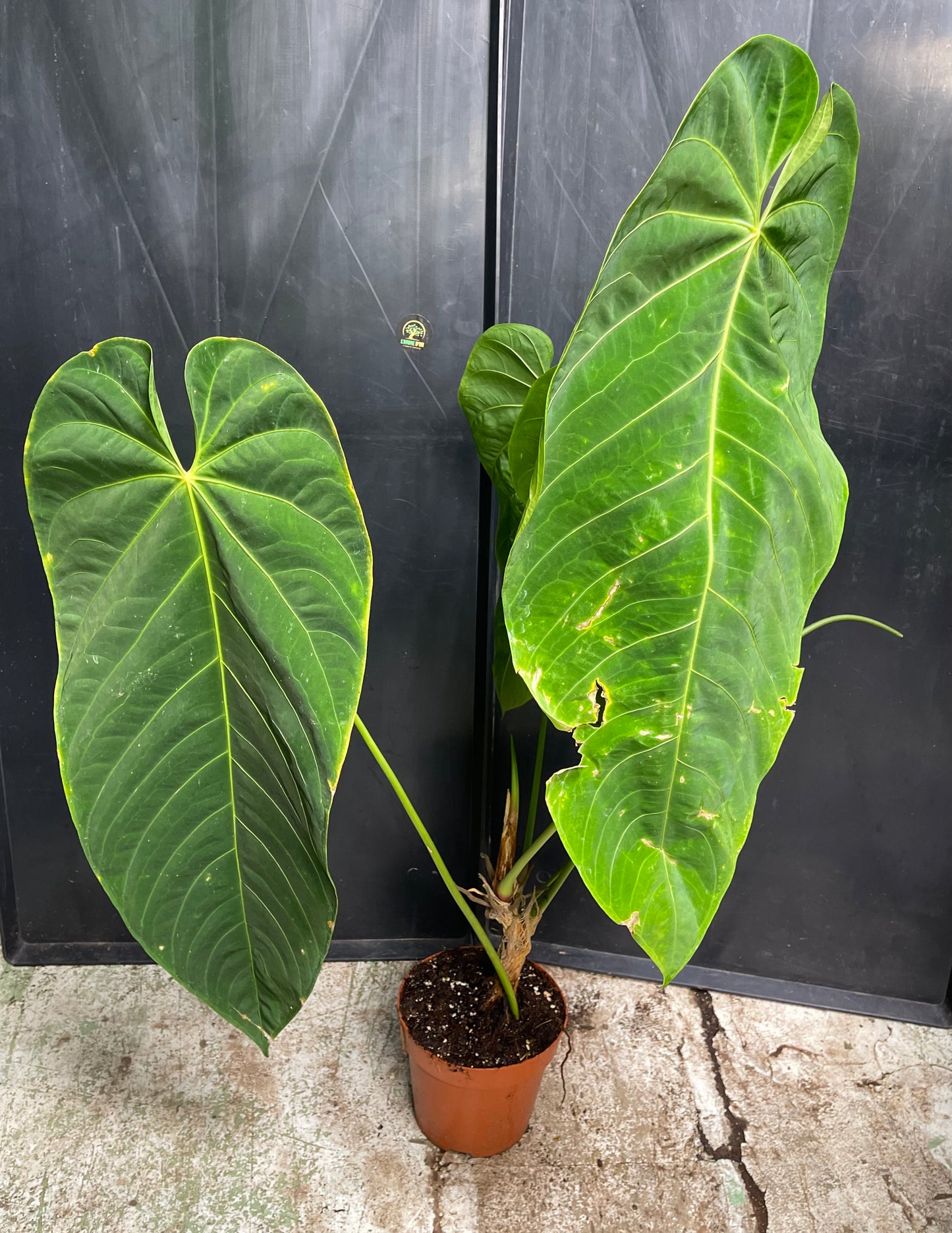 Anthurium queremalense