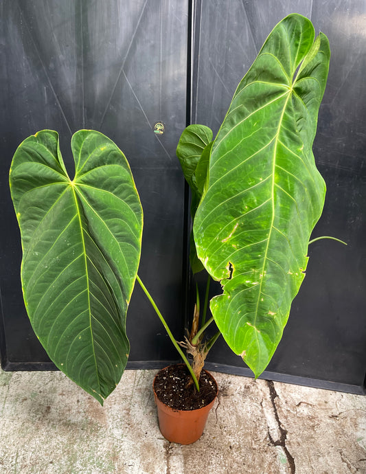 Anthurium queremalense