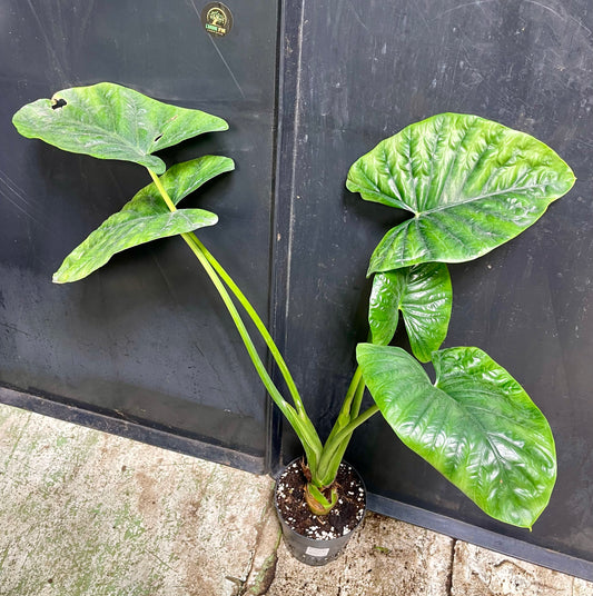 Alocasia lukiwan L