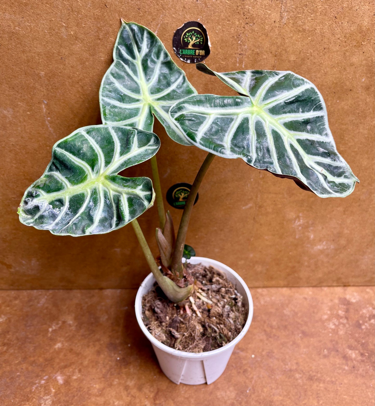 Alocasia balloon heart  M