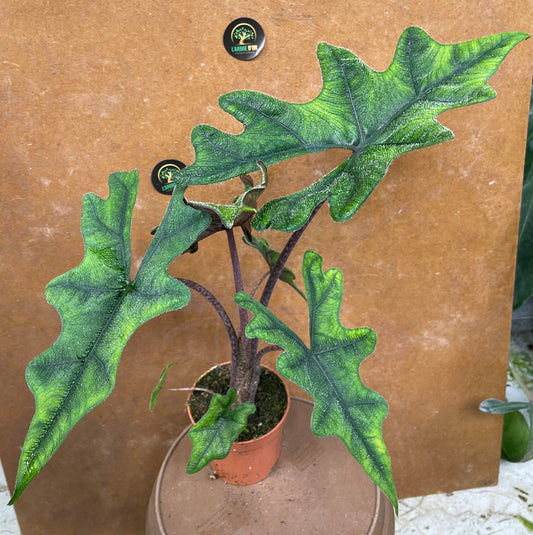 Alocasia jacklyn M