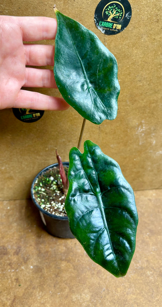 Alocasia chantrieri baby plantes