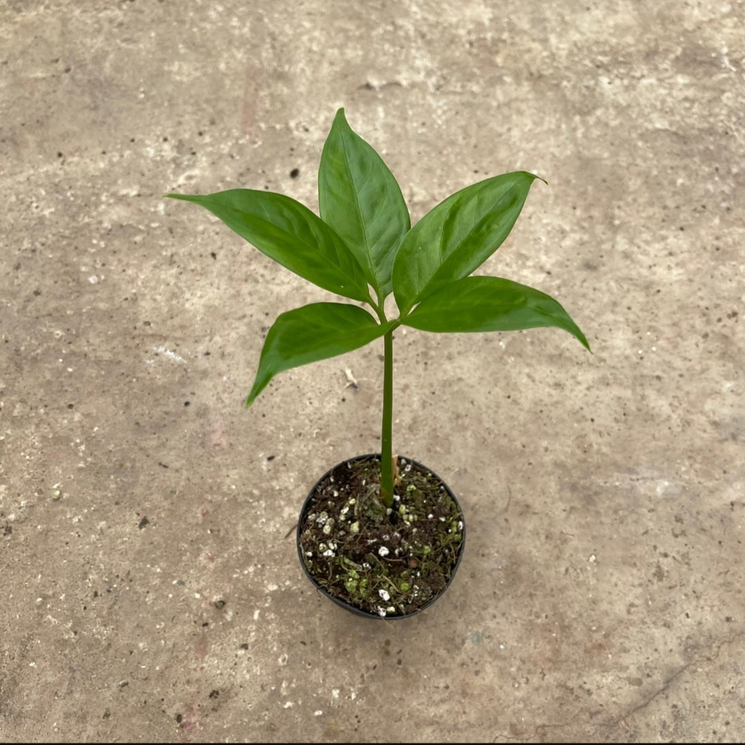 Amorphophallus titanum / Arum titan