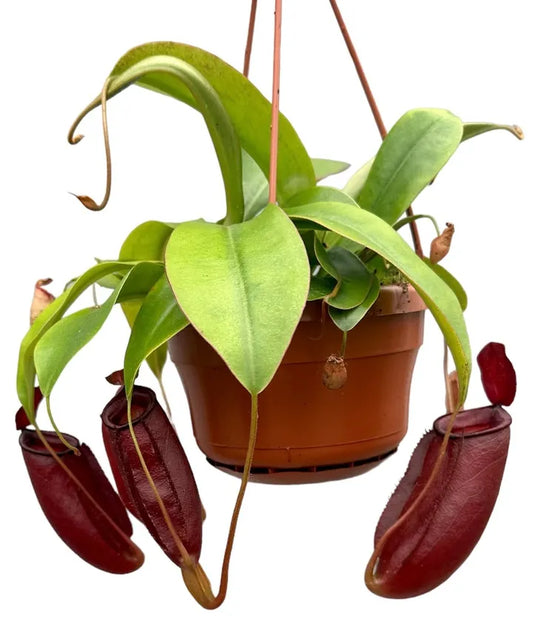 Nepenthes Diana