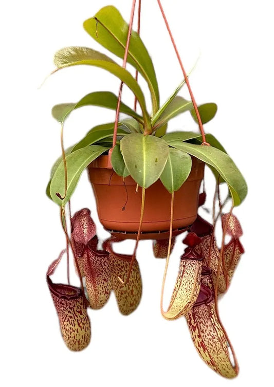 Nepenthes sam