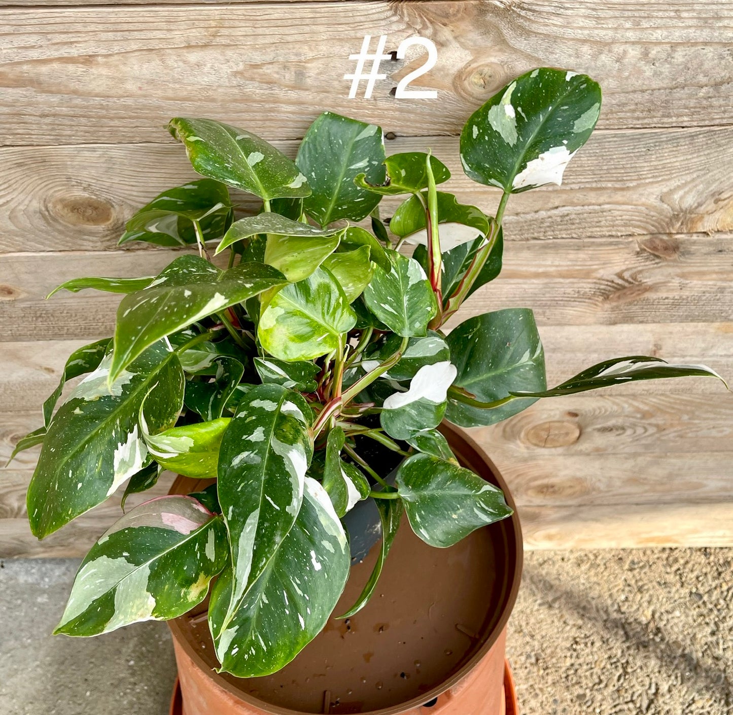 Philodendron white princess