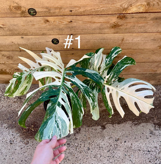 Monstera variegata big form haute variegation