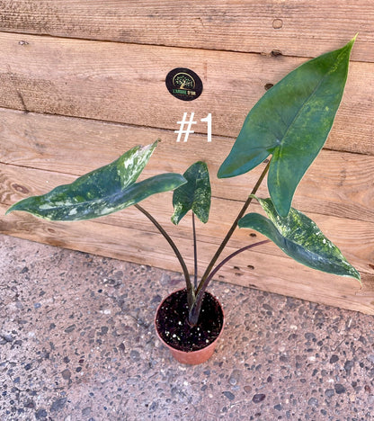 Alocasia zebrina black stem variegata