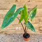 Alocasia zebrina black stem variegata