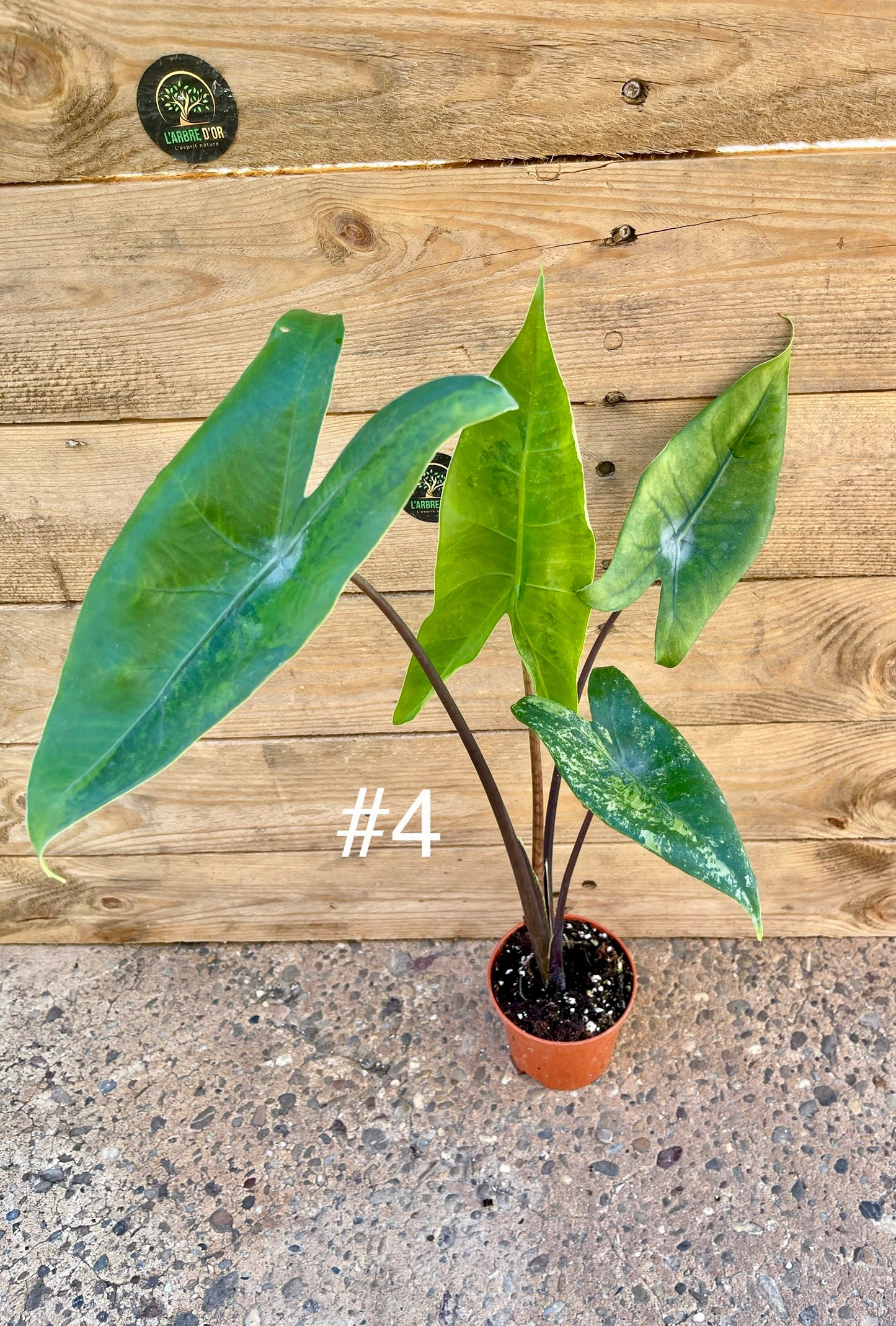 Alocasia zebrina black stem variegata