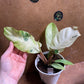 Philodendron snowdrift