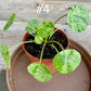 Pilea peperomioide mojito