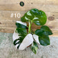 Philodendron white wizard taille M haute variegation