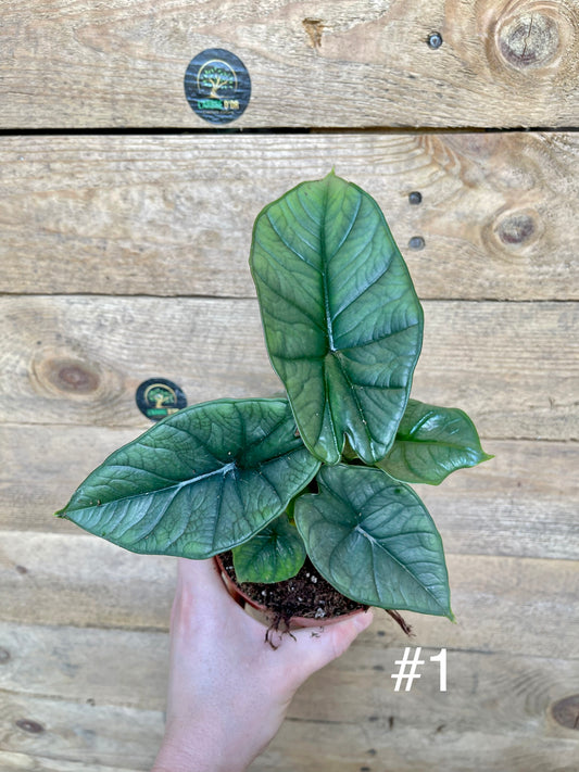 Alocasia platinium taille S