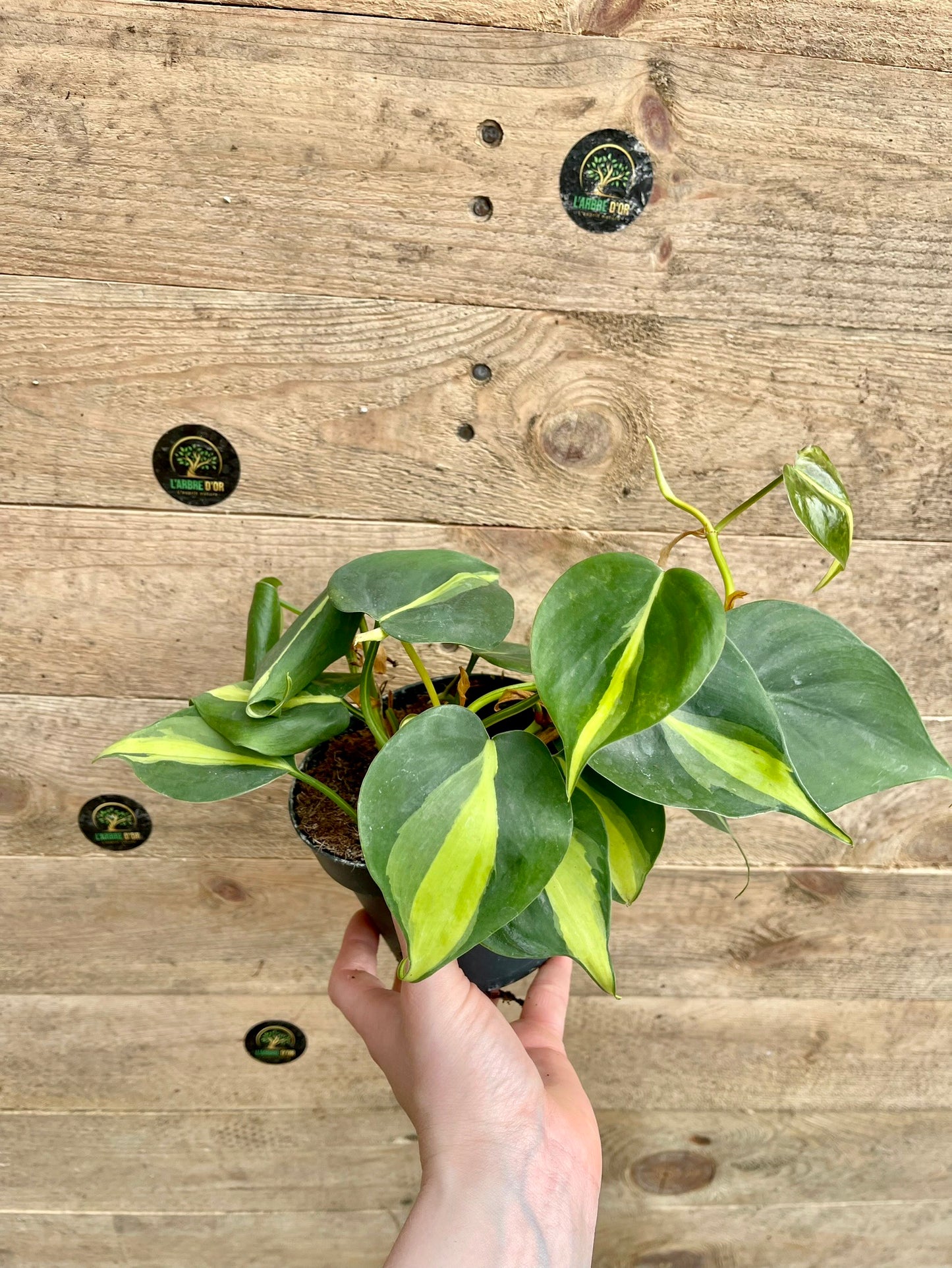 Philodendron scandens brasil