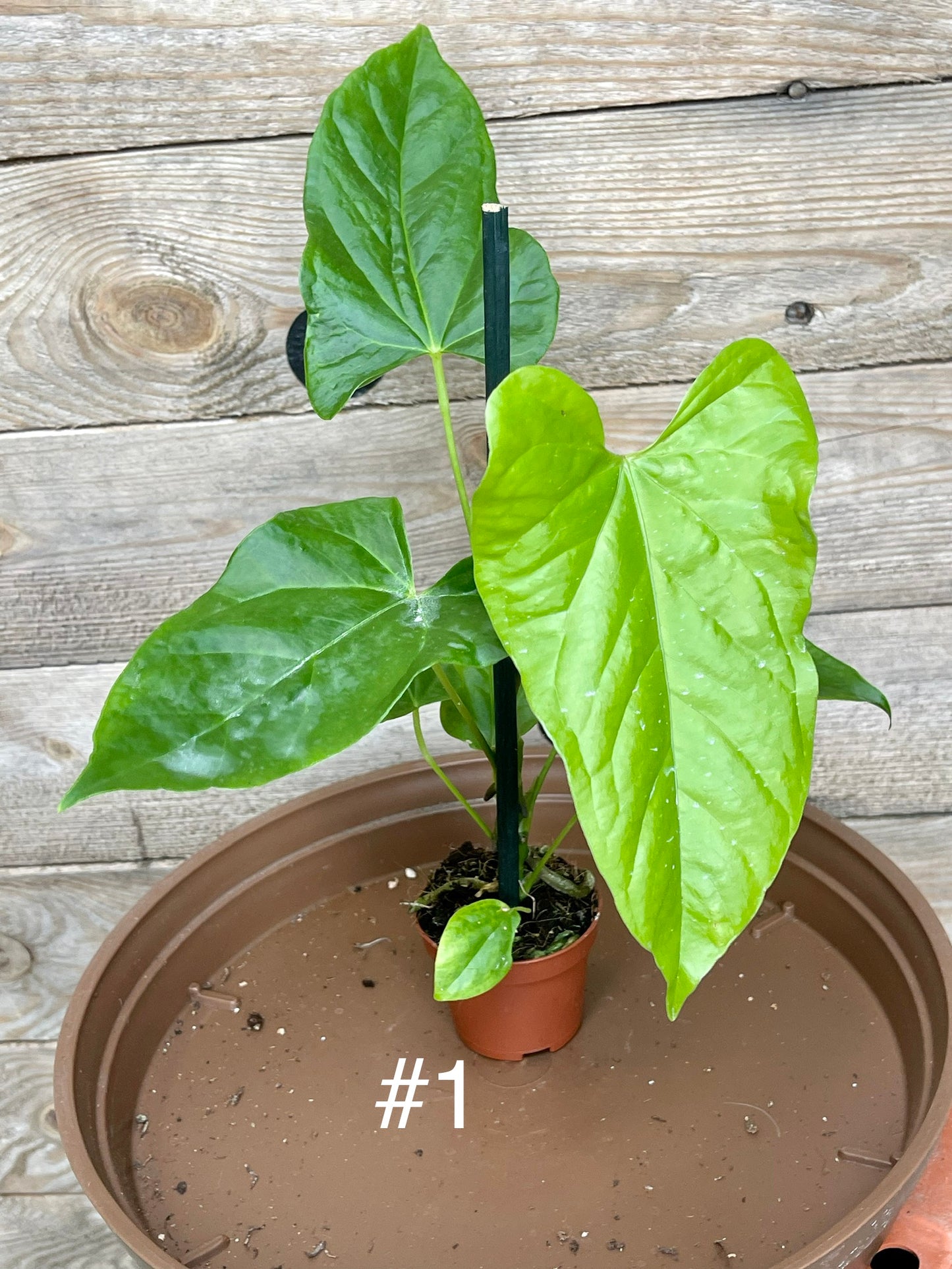 Anthurium balaoanum baby