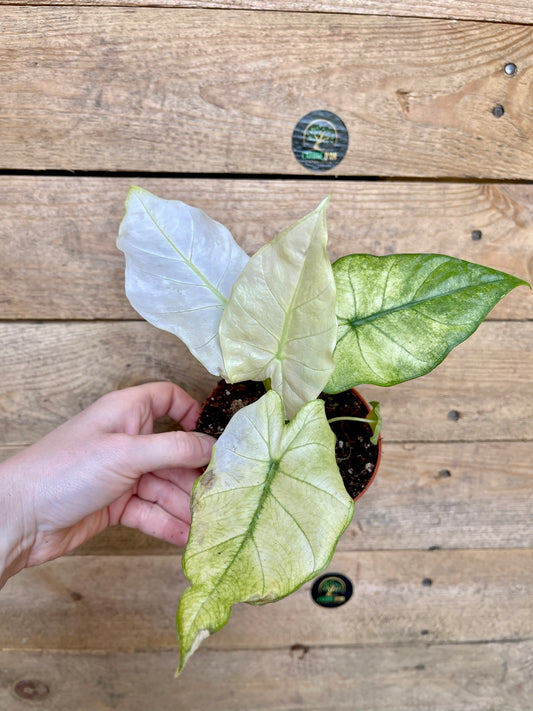 Alocasia macrorrhiza mint ghost