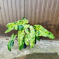 Philodendron paraiso verde XL